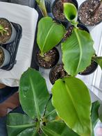 Ensete glaucum, Ophalen of Verzenden, Overige soorten, Minder dan 100 cm