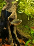 Regenboogvisjes, Dieren en Toebehoren, Vissen | Aquariumvissen, Vis, Zoetwatervis, Schoolvis