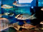 Malawi cichliden ***NIEUW*** binnen. Top kwaliteit, Dieren en Toebehoren, Vissen | Aquariumvissen