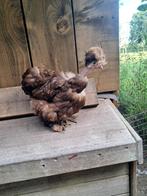 Usa zijdehoen choco motteld nh hen., Dieren en Toebehoren, Pluimvee, Vrouwelijk, Kip