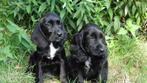 Golden cocker kruising pups, Nederland, Overige rassen, CDV (hondenziekte), 8 tot 15 weken