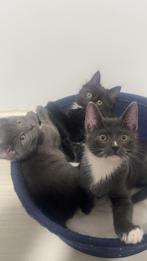 Tuxedo kittens ‍, Dieren en Toebehoren, Katten en Kittens | Overige Katten, Meerdere dieren, Langharig, 0 tot 2 jaar