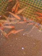 Koi karpers, Dieren en Toebehoren, Karper of Koi