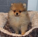 Mini Pomeranian/Pomeriaan Reutje geboren in Nederland, Keeshond, 15 weken tot 1 jaar, Reu, Parvo