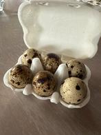 Broedeitjes Japanse Jumbokwartels, Dieren en Toebehoren, Pluimvee, Geslacht onbekend, Overige soorten