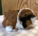 Jong cavia mannetje peruvian, Juli, Mannelijk, Cavia
