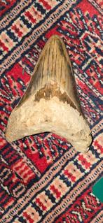 Megalodon tand 12 cm, Ophalen of Verzenden, Mineraal