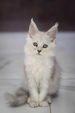 Prachtige Maine Coons met Stamboom!, Dieren en Toebehoren, Katten en Kittens | Raskatten | Langhaar, Poes, Gechipt
