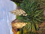 Yucca gloriosa var. tristis (palmlelie) stekken, Ophalen, Overige soorten, Volle zon