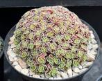 Crassula- suzannae, Ophalen, Overige soorten, In pot, Minder dan 100 cm