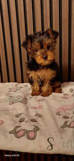 York terrier, Dieren en Toebehoren, Honden | Jack Russells en Terriërs, Yorkshire Terriër, 8 tot 15 weken, Teef, Eén hond