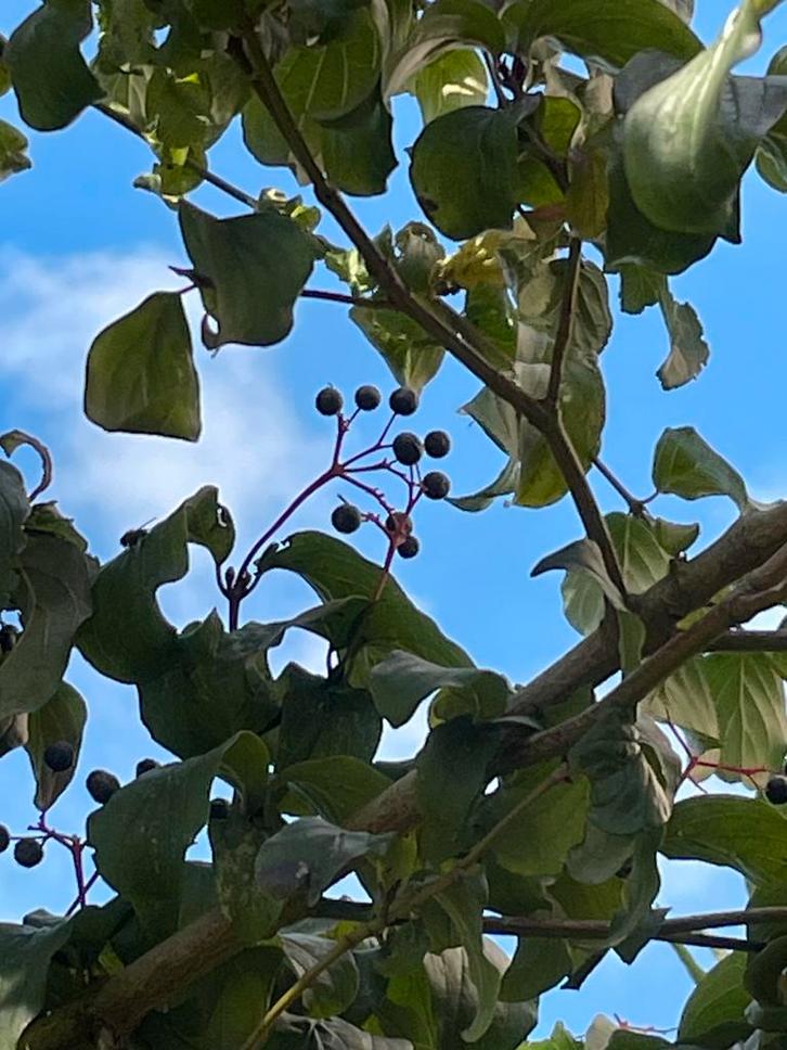 Witte kornoelje. Besjes voor de vogels!! Gifvrij gekweekt!, Tuin en Terras, Planten | Tuinplanten, Overige soorten, Volle zon
