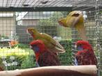 Pennant rosella, Dieren en Toebehoren, Meerdere dieren, Parkiet, Geringd