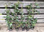 Hedera hibernica klimop 100-120 cm, Ophalen, Overige soorten, 100 tot 250 cm