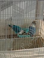 huisdieren, Ophalen of Verzenden