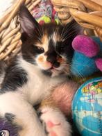 Maine Coon kruising, Meerdere dieren, Ontwormd, 0 tot 2 jaar