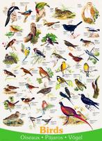 legpuzzel 1000 stukken Eurographics vogel collage 1, Ophalen of Verzenden, 500 t/m 1500 stukjes, Nieuw, Legpuzzel