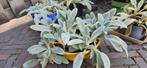 Stachys byzantina, Ophalen, Bodembedekkers, Halfschaduw