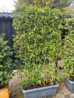 Viburnum en een Photinia kant en klaar scherm 120x180 cm h, Tuin en Terras, Ophalen of Verzenden, Halfschaduw, 100 tot 250 cm