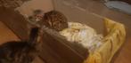 Bengaalse poesje rond 5 jaar oud, Ophalen of Verzenden, Nieuw, Katten