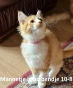 Nog 1 Maine coon kitten  Mannetje rood bandje 10-8, Dieren en Toebehoren, Kater, Ontwormd, 0 tot 2 jaar