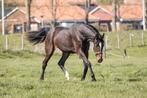 Jameson RS2 merrie, Dieren en Toebehoren, Paarden, Merrie, Gechipt, Dressuurpaard, 0 tot 2 jaar