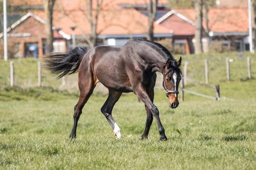 Jameson RS2 merrie, Dieren en Toebehoren, Paarden, Merrie, Onbeleerd, 165 tot 170 cm, 0 tot 2 jaar, Dressuurpaard, Met stamboom