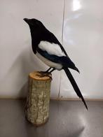 Opgezette ekster, Ophalen of Verzenden, Zo goed als nieuw, Vogel, Opgezet dier