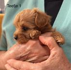 Maltipoo puppys, Overige rassen, CDV (hondenziekte), 8 tot 15 weken, Meerdere