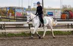 Verzorger gezocht / verzorgpaard aangeboden, Dieren en Toebehoren, Paarden en Pony's | Overige Paardenspullen, Ophalen, Overige soorten