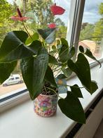 Anthurium met pot, Huis en Inrichting, Kamerplanten, Ophalen, Overige soorten, Minder dan 100 cm