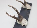 Oude houten GEWEI KAPSTOK - 57 cm - met 3 ree geweien, Wandkapstok, Gebruikt, Ophalen of Verzenden, Nvt