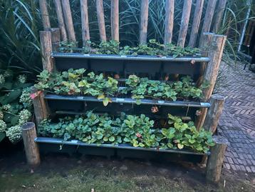 Aardbeienplantenbak met Bato Bakken beschikbaar voor biedingen