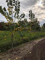 2 jarige Populier planten, Ophalen of Verzenden, Volle zon, Overige soorten, Minder dan 100 cm