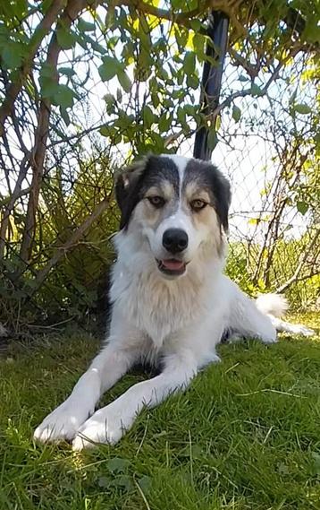 Mix hond Faye, teef 1,5 jaar ter adoptie beschikbaar voor biedingen