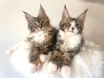 Grote XL Polydactyl Maine Coon kittens., Dieren en Toebehoren, Katten en Kittens | Raskatten | Langhaar, Meerdere dieren, Gechipt