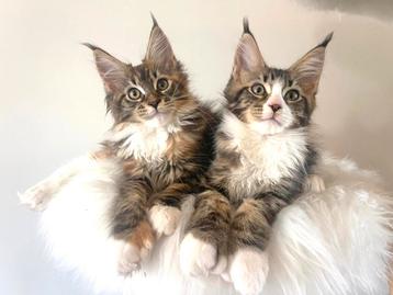 Grote XL Polydactyl Maine Coon kittens. beschikbaar voor biedingen