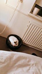 Female castrated cat, Dieren en Toebehoren, Krabmeubelen, Ophalen, Zo goed als nieuw, Krabpaal