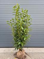 Prunus L. Genolia. Laurier groenblijvende haagplanten, Tuin en Terras, Planten | Struiken en Hagen, Ophalen of Verzenden, Laurier