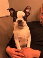 Boston terriërs, Dieren en Toebehoren, Honden | Jack Russells en Terriërs, Particulier, Overige rassen, Buitenland, CDV (hondenziekte)