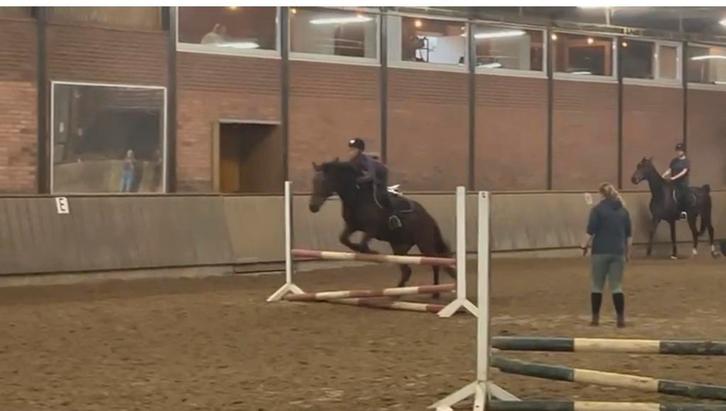 Verzorg pony gezocht!, Dieren en Toebehoren, Stalling en Weidegang