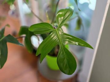 Philodendron Florida Ghost beschikbaar voor biedingen