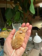 Superleuke lieve kleurmuizen, o.a. borstel -snel nw huis gez, Dieren en Toebehoren, Knaagdieren, April, Muis, Meerdere dieren