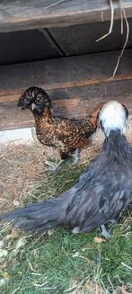 3 Kuifhoenders, Dieren en Toebehoren, Pluimvee, Vrouwelijk, Kip