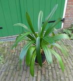 Clivia, Ophalen, Overige soorten, Halfschaduw, In pot