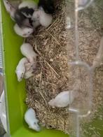 Lieve mooie husky rittens man/vrouw, Dieren en Toebehoren, Augustus, Meerdere dieren, Rat