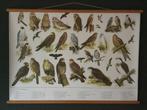 Schoolplaat poster “ Uilen en Roofvogels “, Ophalen, Natuur en Biologie
