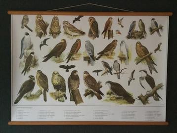Schoolplaat poster “ Uilen en Roofvogels “ beschikbaar voor biedingen