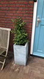 Grijze hoge bloembak met of zonder plant, Ophalen, Minder dan 60 cm, Vierkant, Tuin