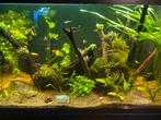 Inhoud aqaurium (vissen, planten) + hout, Vis, Zoetwatervis, Schoolvis